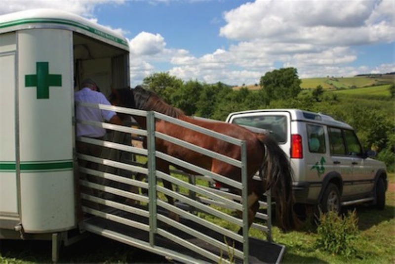 horse ambulance 13