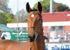 TUTELA DEL CAVALLO: parte sul sito federale HorsEmotions