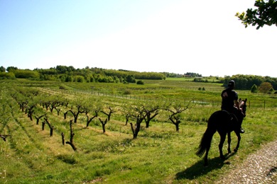 Equitazione di campagna: primo incontro per il progetto &ldquo;Tre regioni, tre province, sei comuni&rdquo;