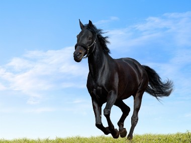 FISE: il benessere del cavallo e l’antidoping al passo con i tempi