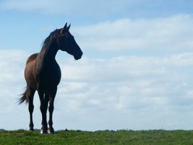 PRORIETARI: Cavalli assicurati per danni arrecati a terzi