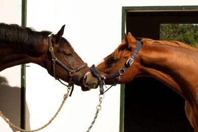 Sport equestri: l’Italia dei cavalli