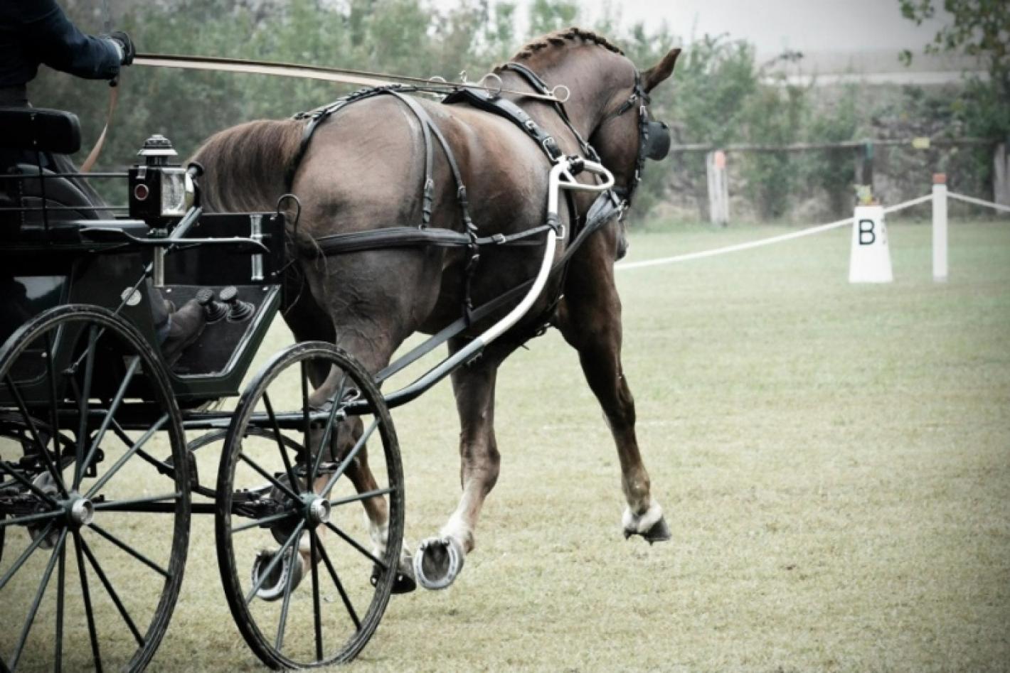 images/campania/news/Attacchi/medium/Attacchi_dressage_.JPG