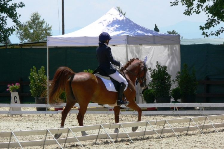 Generica_Dressage_Pony