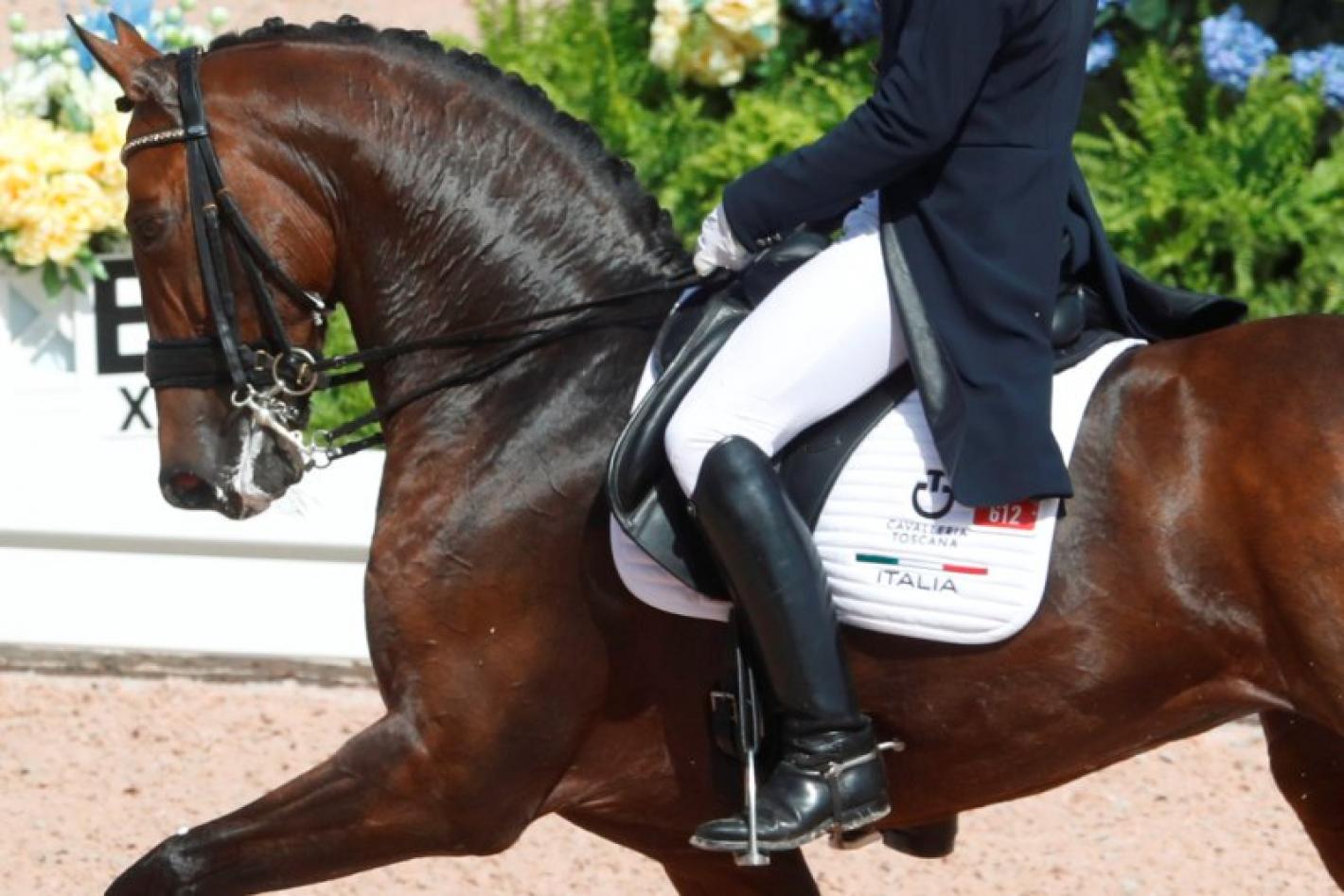 images/calabria/Dressage/medium/Generica_Dressage_Grasso.JPG