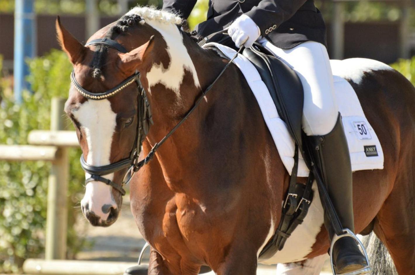 images/emiliaromagna/Dressage/medium/generica_dressage_helga_droghetti.jpg