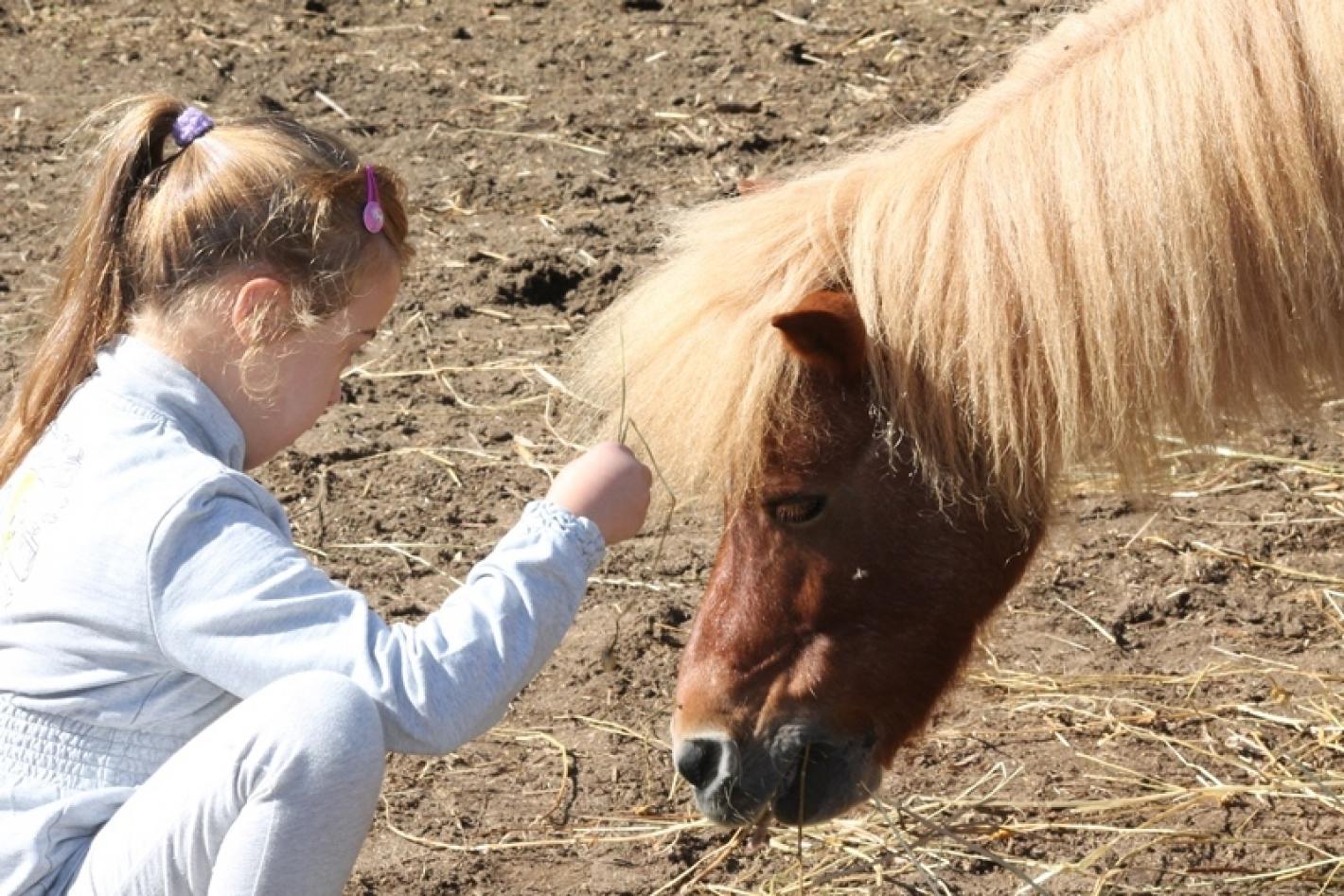 images/emiliaromagna/Paralimpica/medium/Interventi_Assistiti_con_Cavallo.jpg