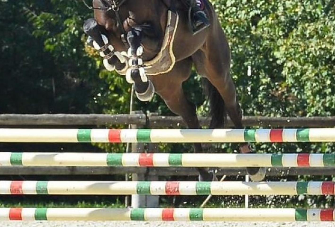 images/emiliaromagna/Salto_Ostacoli/medium/generica_salto.jpg