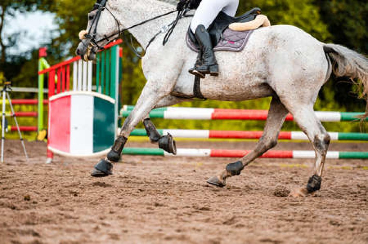 images/emiliaromagna/Salto_Ostacoli/medium/salto_generica_1.jpg