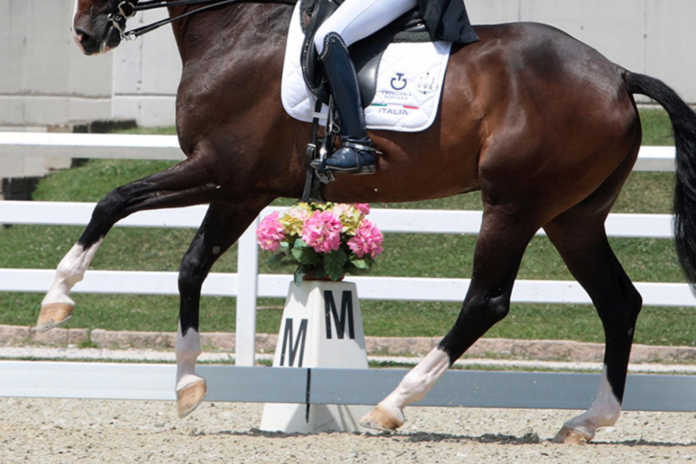 images/friuliveneziagiulia/Dressage/medium/Dressage_5.jpg