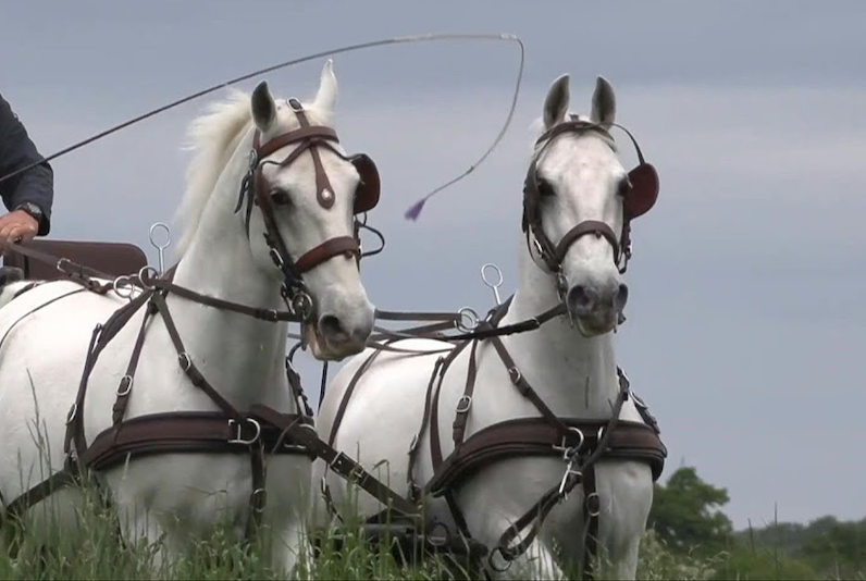 foto pariglia lipizzani