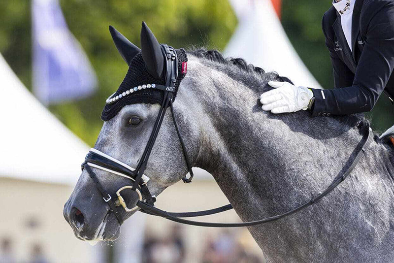 GENERICA DRESSAGE 2026 FEI