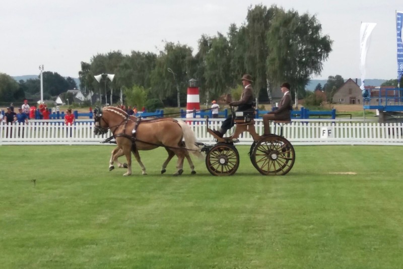 Weitlaner mondiali pony17 2