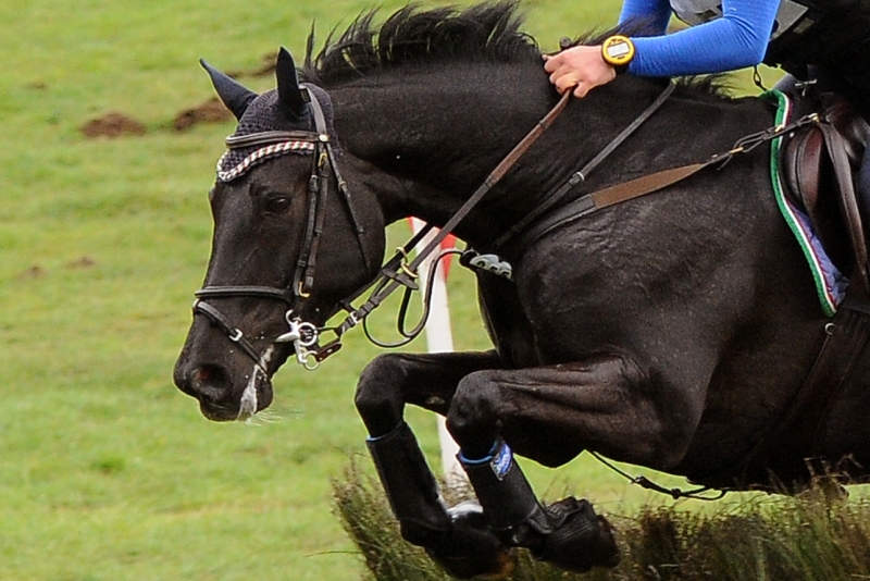 Generica Cavallo Italiano ph bdelorenzo