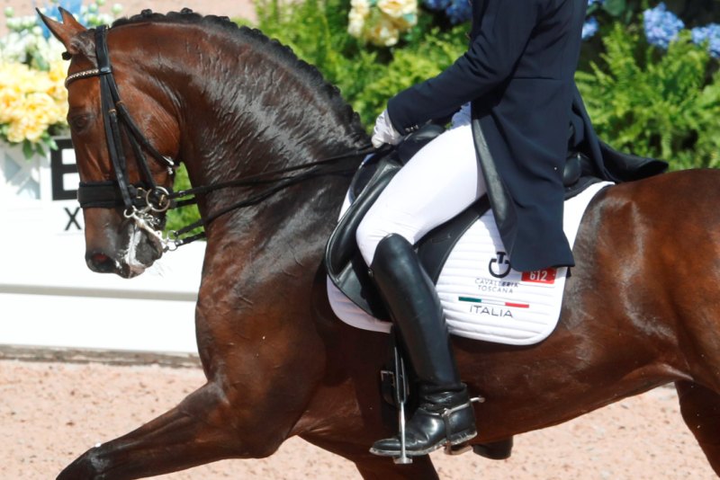 Generica Dressage Grasso