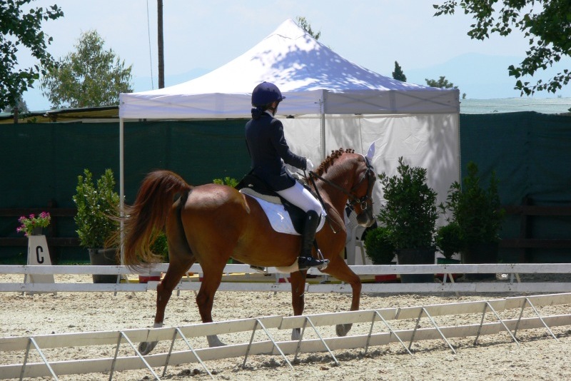 Generica Dressage Pony