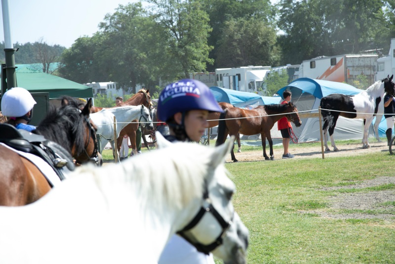 Ponyadi generica tende van