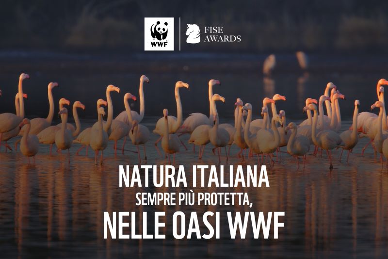 WWF FISE AWARDS