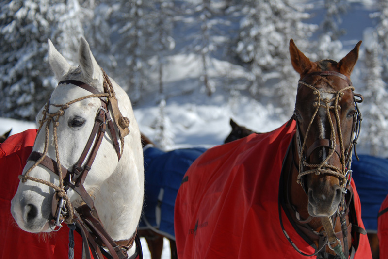 POLO ON SNOW DSC 5423