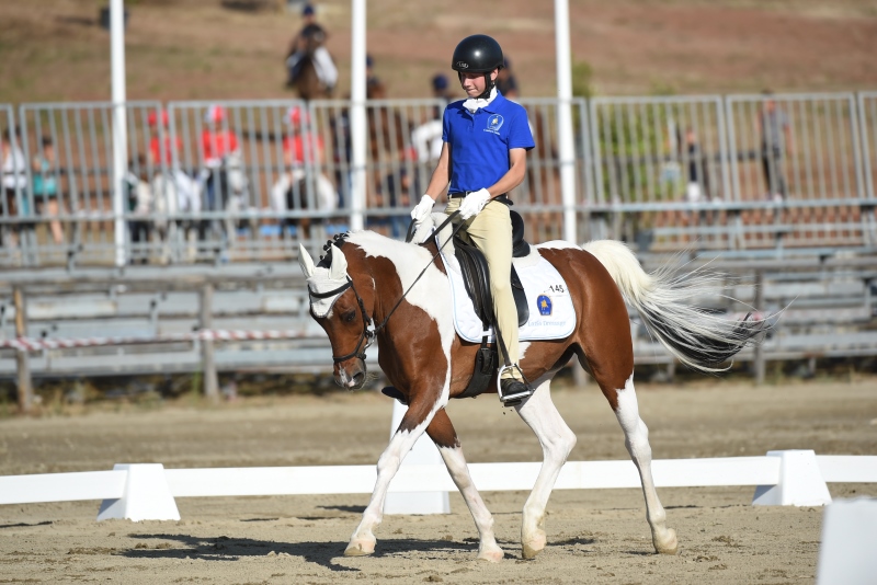 Dressage Pony