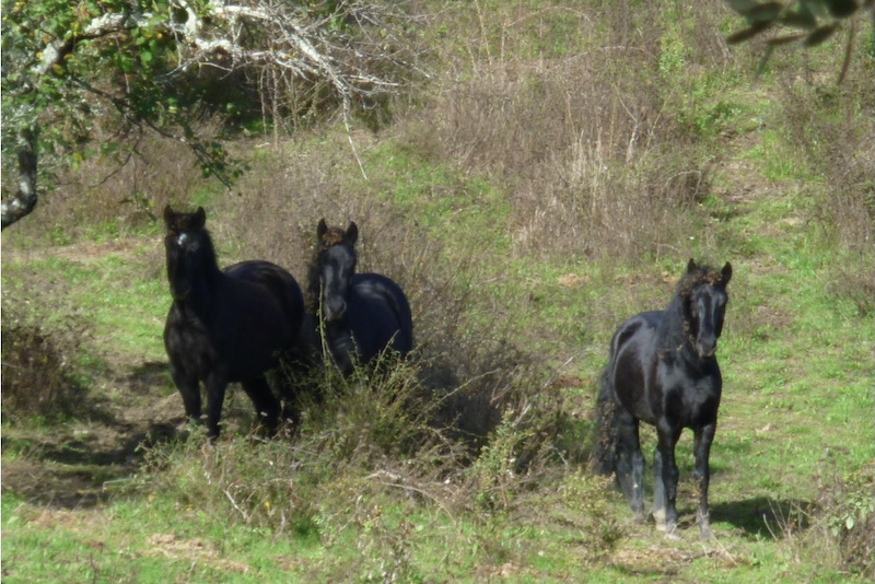 Cavallini di Montefufoli 2