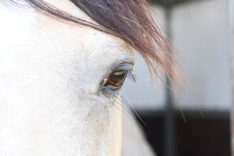 Primo Piano Cavallo Grigio