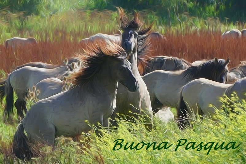 cavalli auguri 