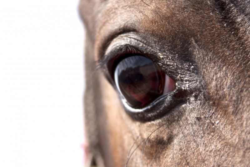 gli occhi dei cavalli