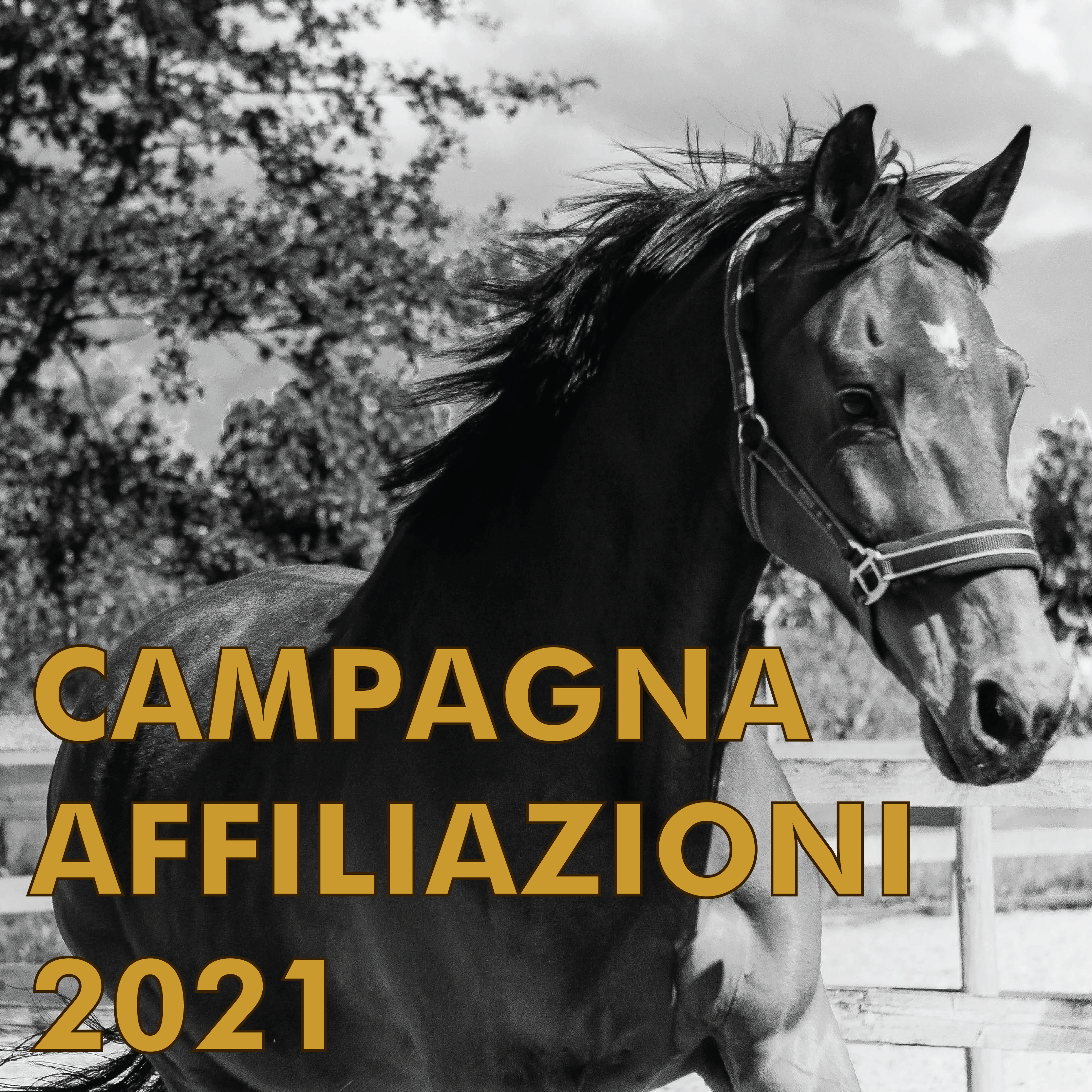 Federazione Italiana Sport Equestri Banca Dati