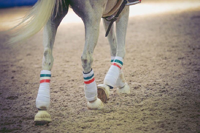 La Vallata al secondo posto nella categoria Pro Elite della Super Champions League di Horse-Ball