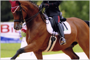Dressage dress