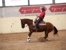 reining gii