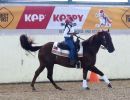 reining