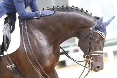 Dressage_Generica_Proli_2022