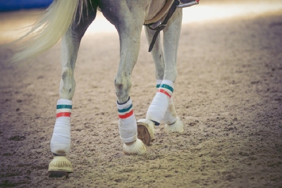 Generica_Horse-Ball