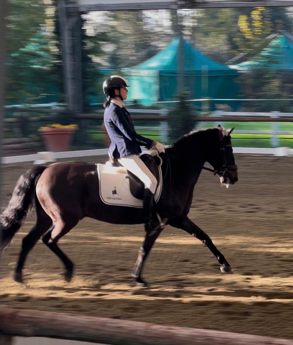 coppa delle regioni dressage 2024