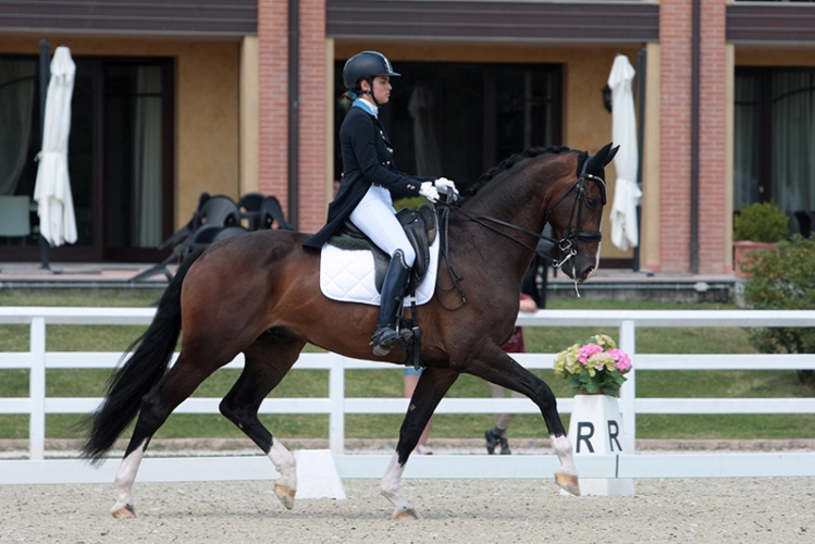 Dressage 4