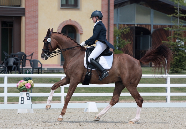 Dressage 7