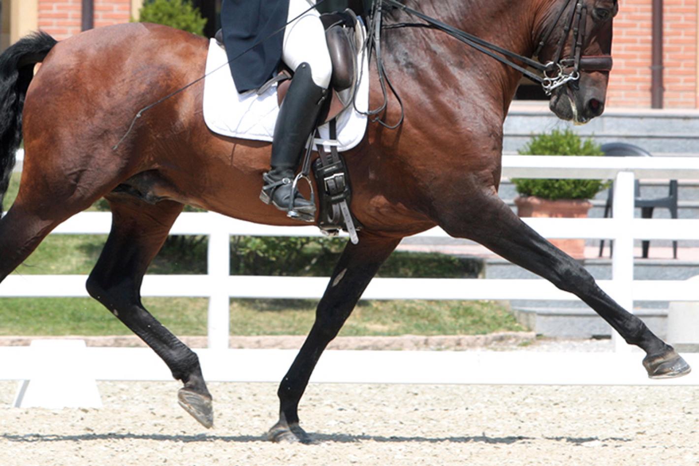 images/lombardia/News/Formazione/medium/Dressage_2.JPG