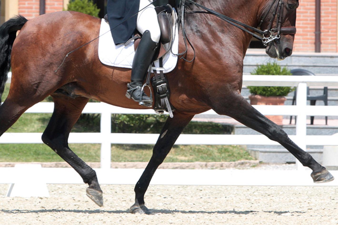 images/lombardia/News/Pony/medium/Dressage_2.JPG
