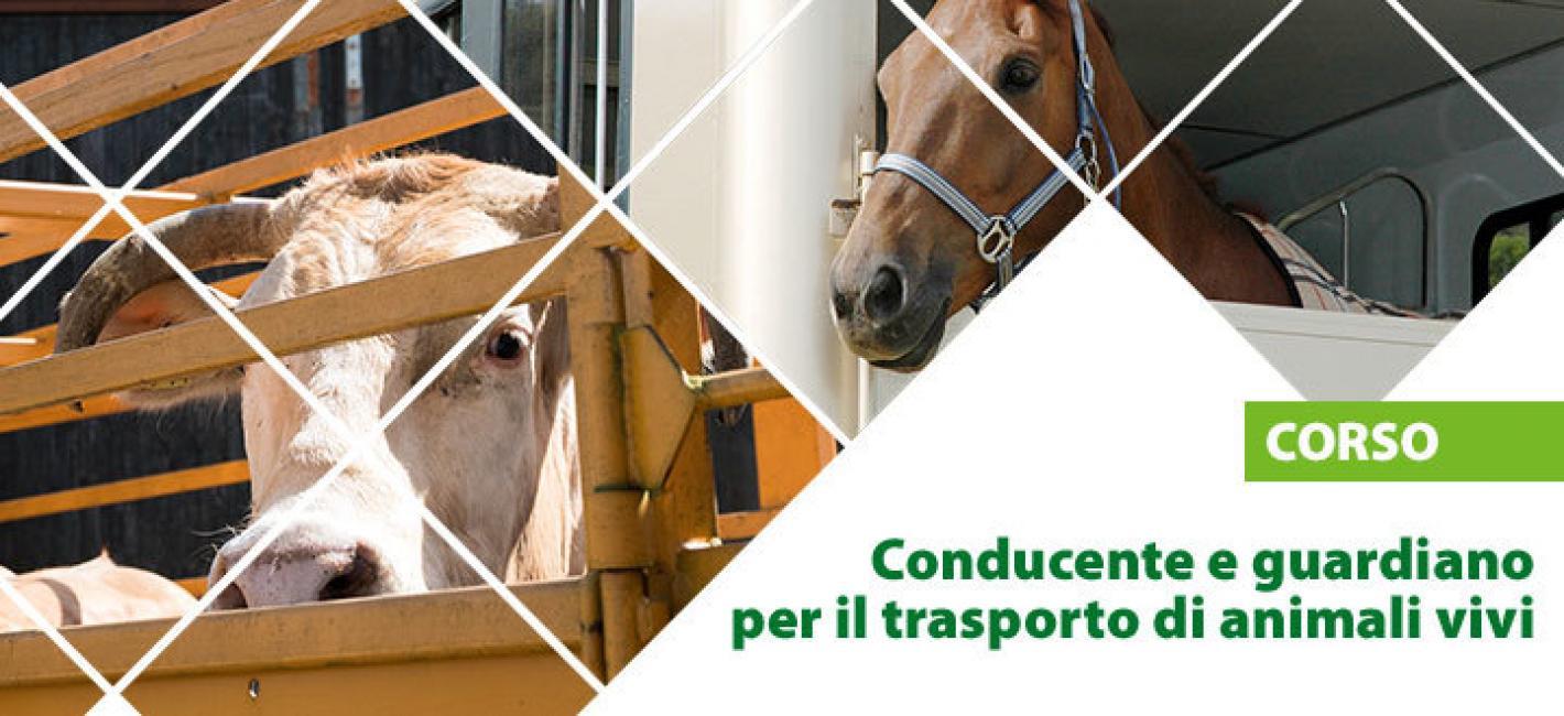 Federazione Italiana Sport Equestri Comitato Regionale Lombardia - CORSO DI  FORMAZIONE PER CONDUCENTE E GUARDIANO PER IL TRASPORTO DI ANIMALI VIVI