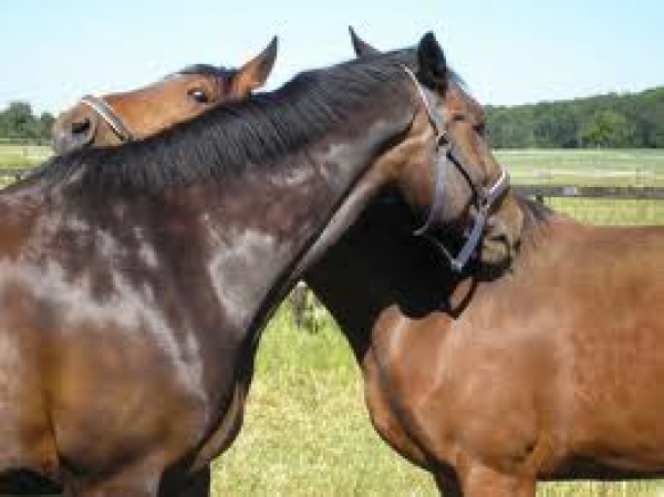 VETERINARIA: ECCO IL PRONTUARIO AISA ON LINE