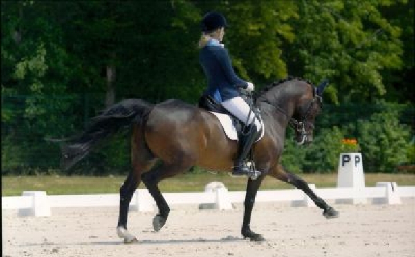 Dressage: ancora sfida a Vidauban