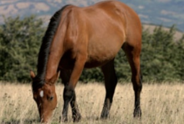 In Texas un cavallo come mancia al ristorante