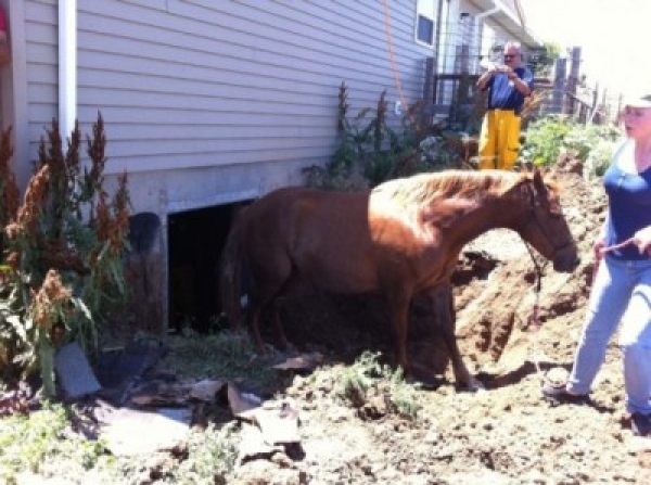 Un cavallo bloccato in cantina?  
