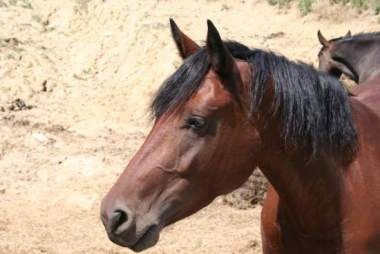 Redditometro: il cavallo da passeggio è fuori