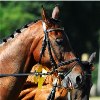 A Strasburgo, per il CSI1*