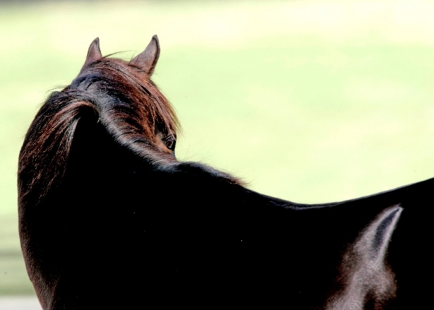 FORMAZIONE: “Cavallo e cavaliere tra tecnica, cultura e scienza”. Ecco il programma