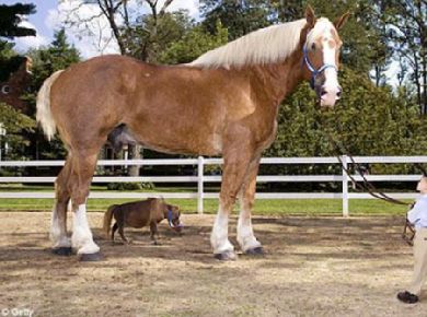 Scienza: cavallo più piccolo con il riscaldamento globale