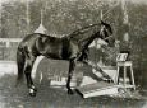 Hans, il cavallo intelligente